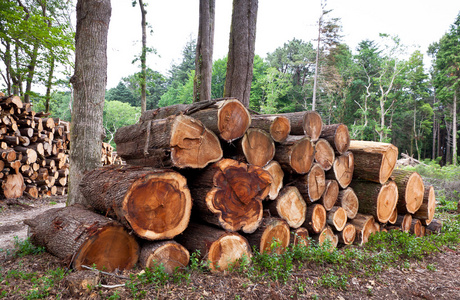 堆的原始松树木材原木 特性、用途与保护